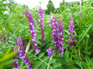 wA[xb`y@܂邭 @zJlRc