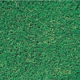 芝の種【　バミューダグラス・リオ　】(緑化　芝草　しば　タキイ種苗）