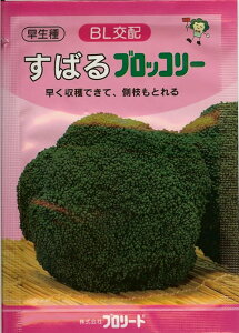 �u���b�R���[�킷�΂�u���b�R���[�i���܁j��Ԟ��� ���n�i���T�C �߂͂Ȃ₳��