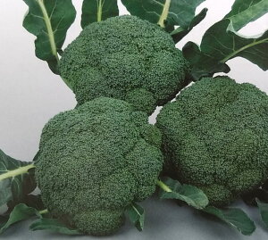 q2000Eybg5000rubR[y@ɂ́@zTJ^̃^l