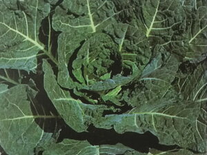 sLxcy@nCNbv@z20ml i͔|p q ׂ × R[h YҌ ^LCj