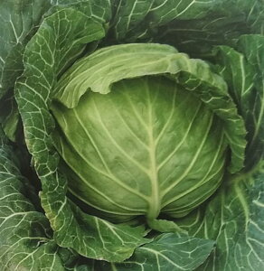 q2000Eybg5000rLxcy@l@zTJ^̃^l