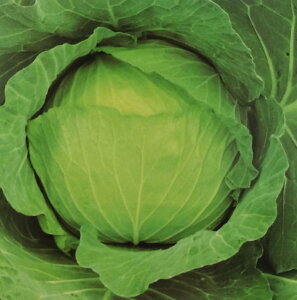 q2000Eybg5000rLxcy@ȁ@zTJ^̃^l