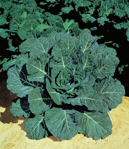 �q20ml�r�s�����L���x�c��y�@�n�C�N���b�v�@�z�^�L�C��c