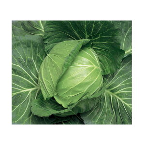 �L���x�c��y�@�j���@�z�n�Ӎ̎��