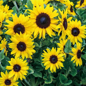 Ԏqy@CIX@[q}]@zTJ^̃^l@500