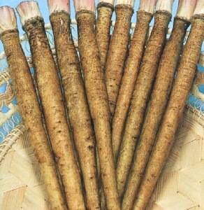 〈5dL・1L〉ゴボウ種【 うまいごぼう 】トーホク種苗