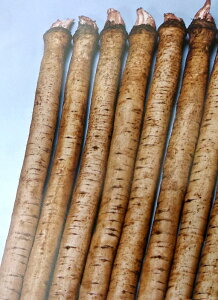 ゴボウ 種の人気商品 通販 価格比較 価格 Com