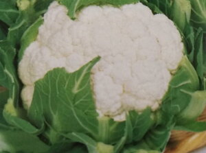 q2000Eybg5000rJt[y@obN@zTJ^̃^l