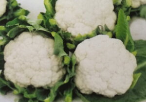 q2000Eybg5000rJt[y@o[W[h@zTJ^̃^l