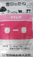 ライムギ種【　春一番　】雪印種苗