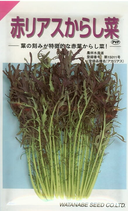 楽天市場 カラシナ種 赤リアスからし菜 ml からし菜 マスタード みつのぶ