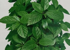 楽天市場 野菜 苗 モロヘイヤの通販