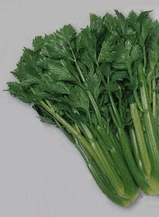 楽天市場 セルリー種 トップセラー ml 栽培用 種子 セロリ セルリ 生産者向け タキイ みつのぶ