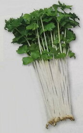 楽天市場 種 セロリの通販