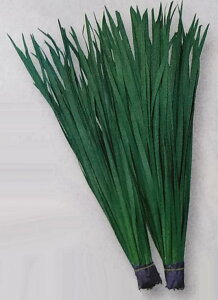 jy@LЂɂ@zGF i͔|p q B ^LCj