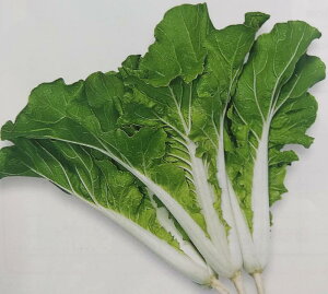 cPiy@lG̍ʁ@z20ml i͔|p q  Ђ g[zNj