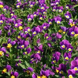 L@qy@rI / 3FX~gR[@z i͔|p qj