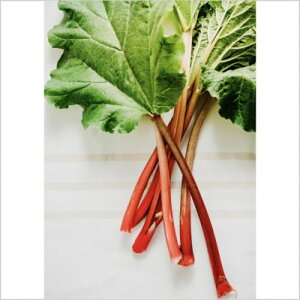 L@qy@o[u / Hp剩@z i͔|p qj