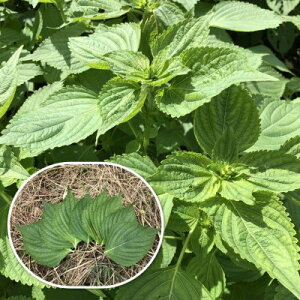 L@qy@GS} / c@z i͔|p q  n[u̎qj