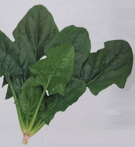 qPRIMAX L:2EM:3rzE\Ey@vOX@zTJ^̃^l