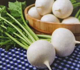 カブ種【　耐病ひかり　】1dL （栽培用 種子 かぶ 蕪 生産者向け）