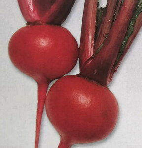 〈GF小袋・1dL・1L〉カブ種【 本紅赤丸蕪 】タキイ種苗