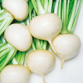 カブ種【　F1耐病にしき　】小袋 （栽培用 種子 かぶ 蕪 生産者向け 中原）