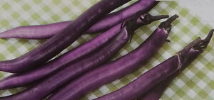 ナス種【 マー坊 】サカタのタネ