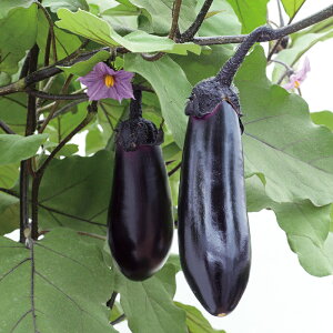 iXy Ղ z珬܁@TJ^̃^l