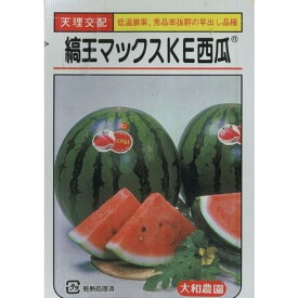 大玉スイカ種 【　縞王マックスKE　】大和農園