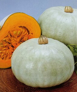 V2026N1ȍ~ח\J{`y@zCgnEB@zg[zNc