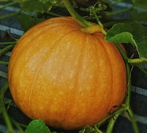 J{`y@Ag`bNEWCAg@z1dL i͔|p q ڂ Z Ϗܗp AgeBbNWCAg YҌ ^LCj