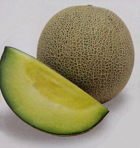 メロン種【 パンナ 】100粒 (栽培用 種子 甜瓜 生産者向け タキイ)