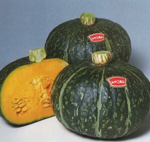 ※新種12月以降入荷予定カボチャ種【 みやこ 】サカタのタネ