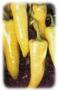 gEKVy@F1ÃgEKV oiiN[@zi͔|p q t^ocj