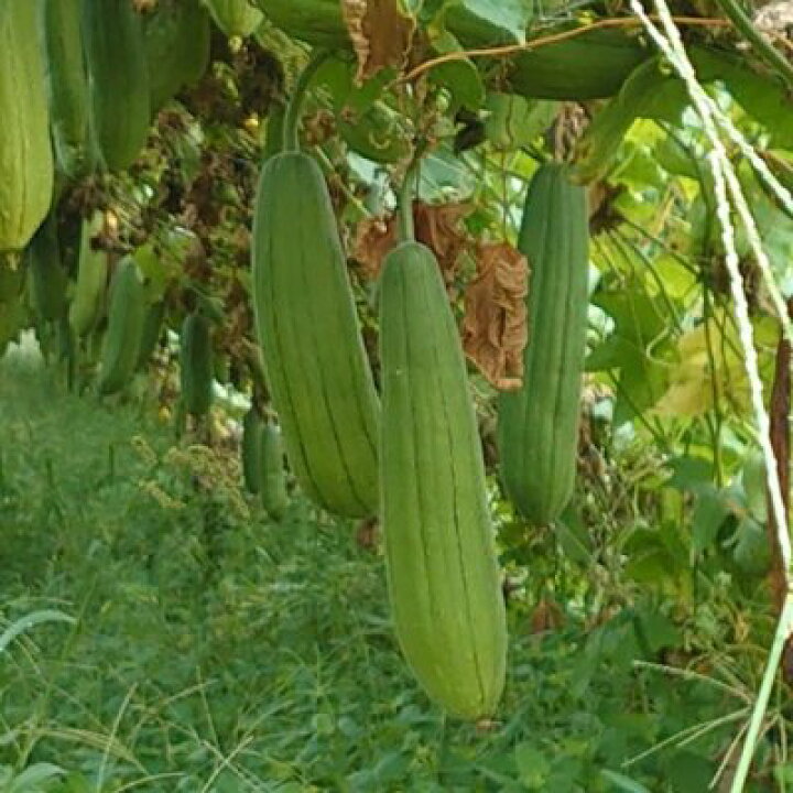楽天市場 自然栽培の種 太ヘチマ 80粒 栽培用 種子 果菜 へちま みつのぶ