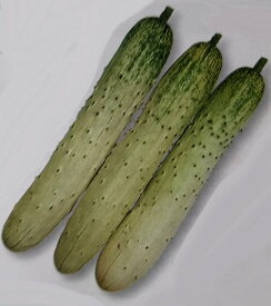 楽天市場 白 キュウリ 種の通販