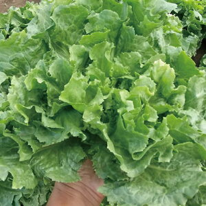 レタス種【 スカローラ 】(栽培用 種子 エンダイブ イタリア野菜 トキタ種苗)