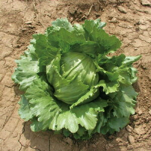 L@qy@^X / ^X / ACXo[O@z i͔|p q t؁j