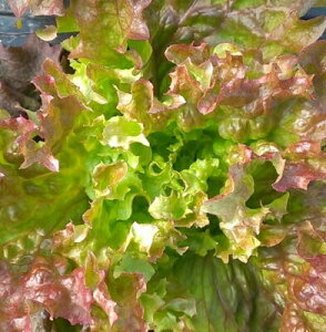 L@qy@[t^X / bT / Tj[^Xn / ΁ԍF@z i͔|p q t؁j