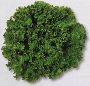 [t^Xy@O[EG[u@zGF i͔|p q `V  ^LCj