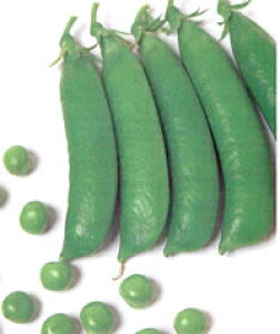 GhE}y@X[p[O[@z܁i͔|p q GhE ǂ܂ 氓 ݂ǁj