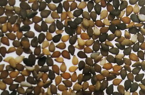 種 ゴマの人気商品 通販 価格比較 価格 Com