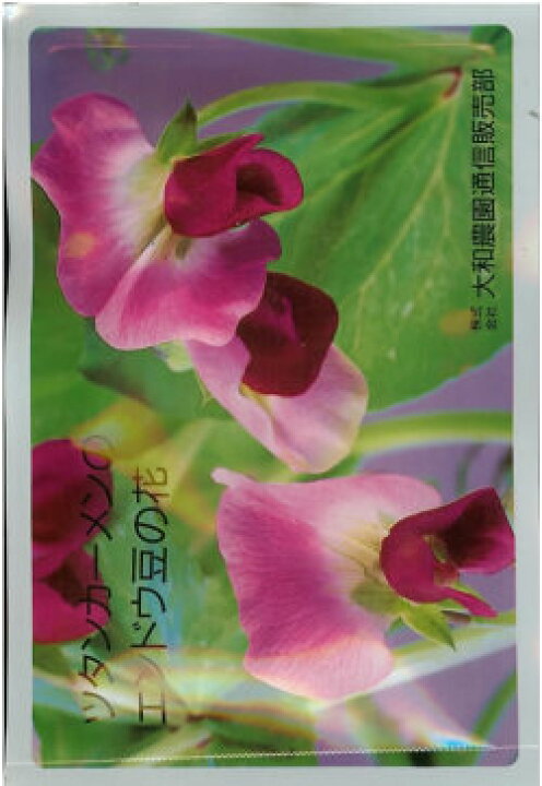 楽天市場 エンドウ種 ツタンカーメンのエンドウ豆の花 8ml 栽培用 種子 えんどう 豌豆 みつのぶ