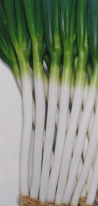 q܁E1dLER[g5000rlMy@F1H{@zg[zNc