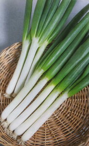 lMy@ӂׁ@z1dL i͔|p q ˂ K YҌ ^LCji_ѐYȓo^i i햼Fӂ COo֎~ _ѐYHPQƁj