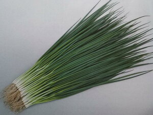 q20mlE2dLE1LrlMy@e@zTJ^̃^l