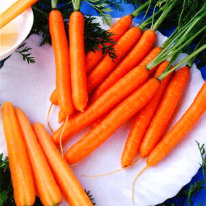 jWy@XC[gLbg@zi͔|p q gL^cj