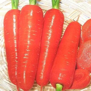にんじん 種の通販 価格比較 価格 Com にんじん 種の通販 価格比較 価格 Com